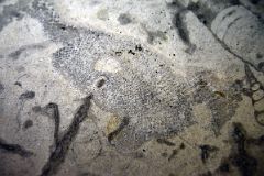 29B Banff Springs Hotel Staircase Made Of Manitoba Tyndall Stone Has A Complete Fish Fossil.jpg